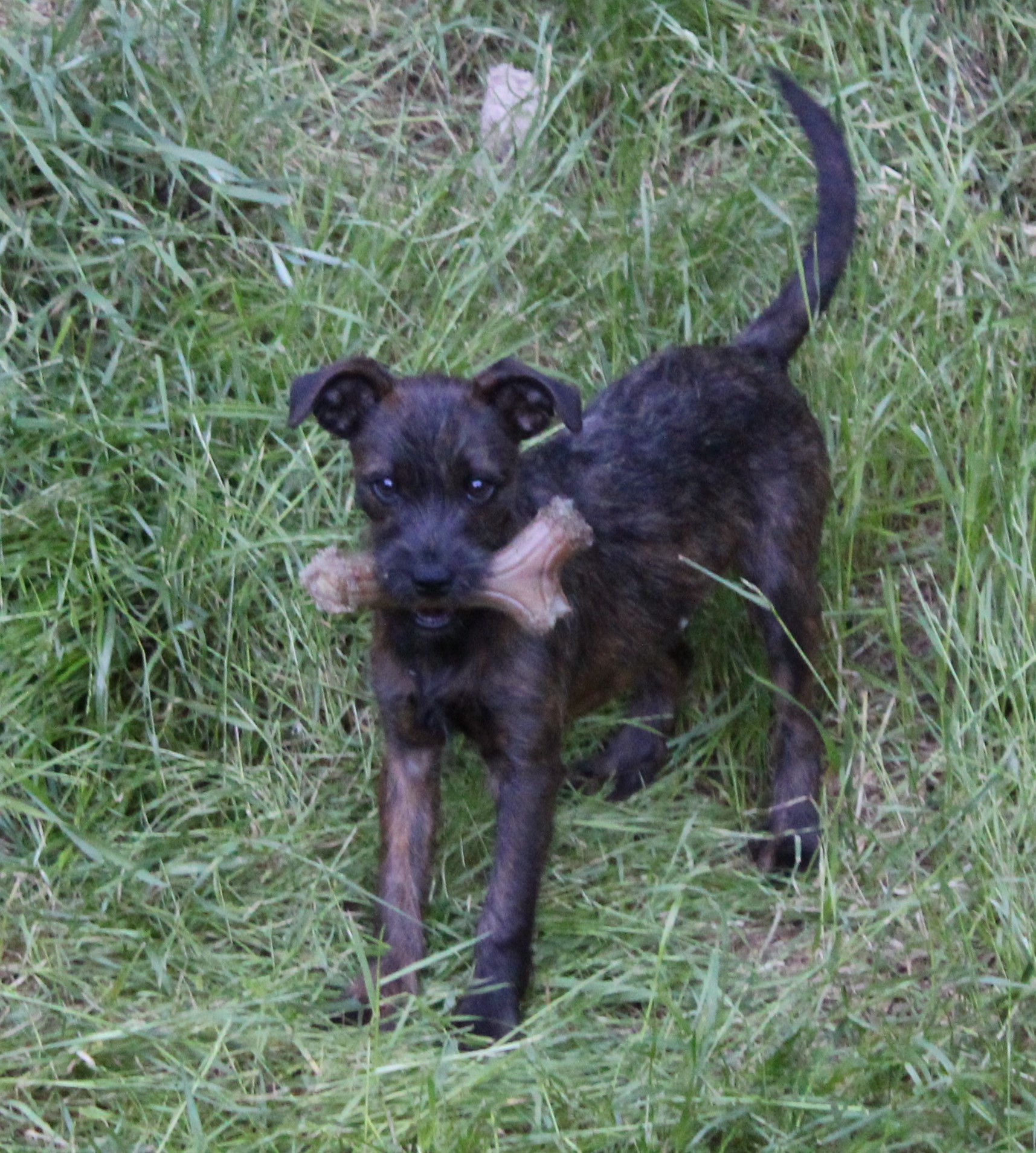 Pepper, a Adopted mixed breed in Farmington, CT image 2/3