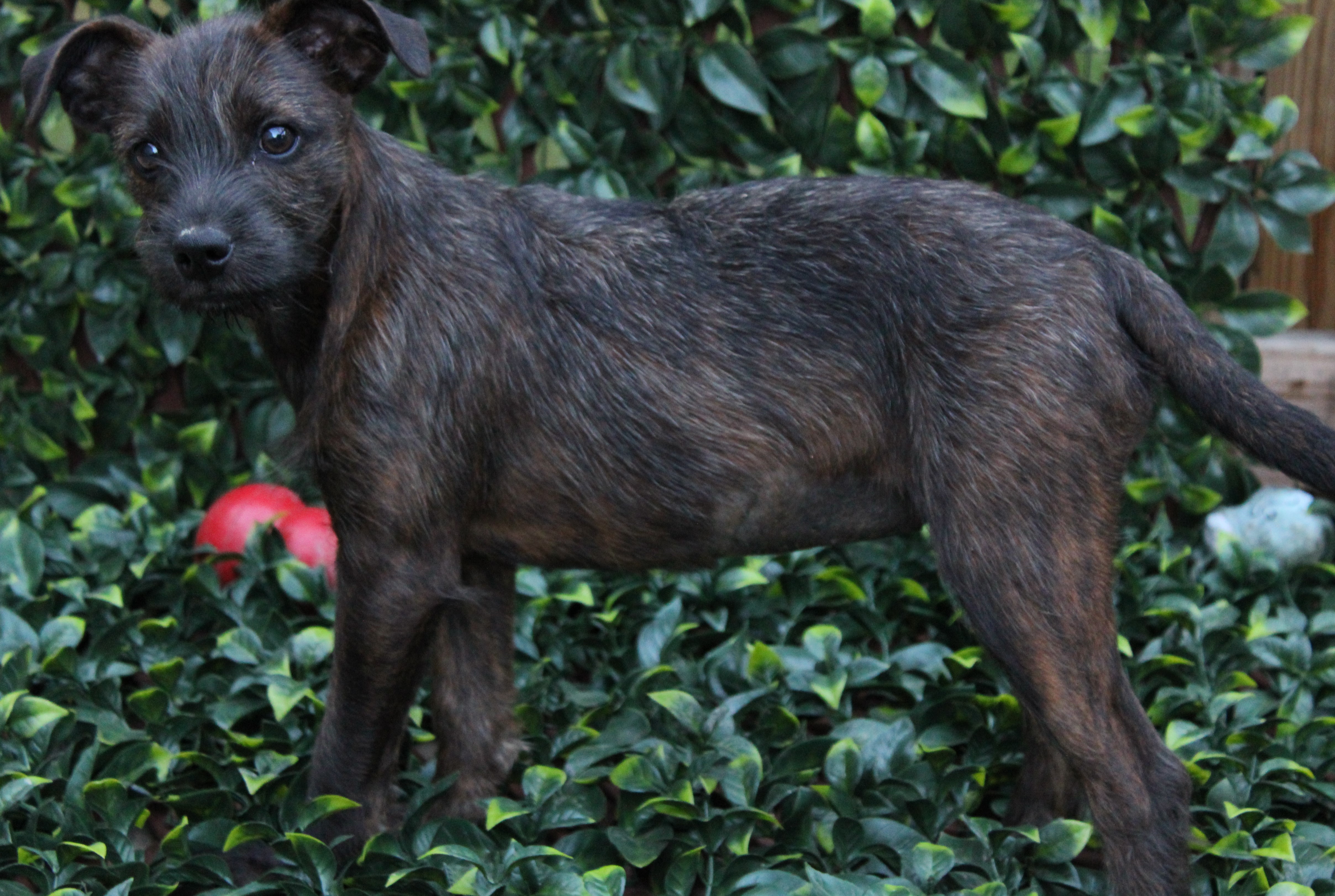 Pepper, a Adopted mixed breed in Farmington, CT image 3/3