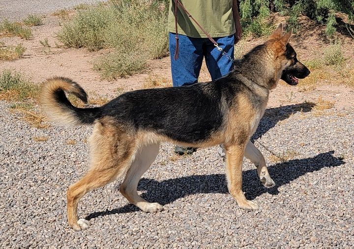 Zeus, Adopted, Adult Male German Shepherd Dog.
