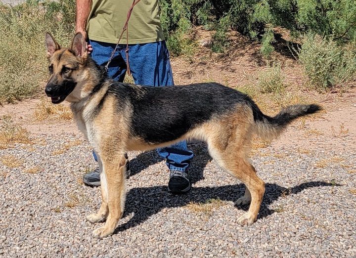 Zeus, a Adopted German Shepherd Dog in Alamogordo, NM image 2/3