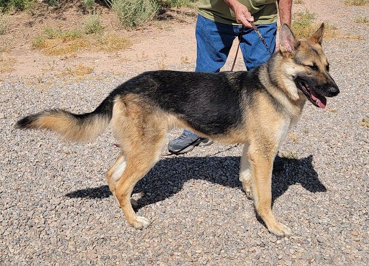 Zeus, a Adopted German Shepherd Dog in Alamogordo, NM image 3/3