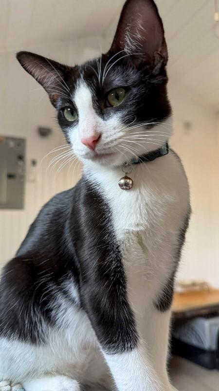 Enlarge Chris, a Adoptable Domestic Medium Hair in Arlington, WA image 1/2