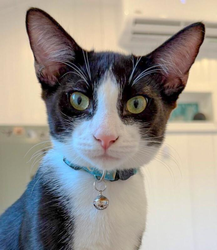 Enlarge Chris, a Adoptable Domestic Medium Hair in Arlington, WA image 2/2