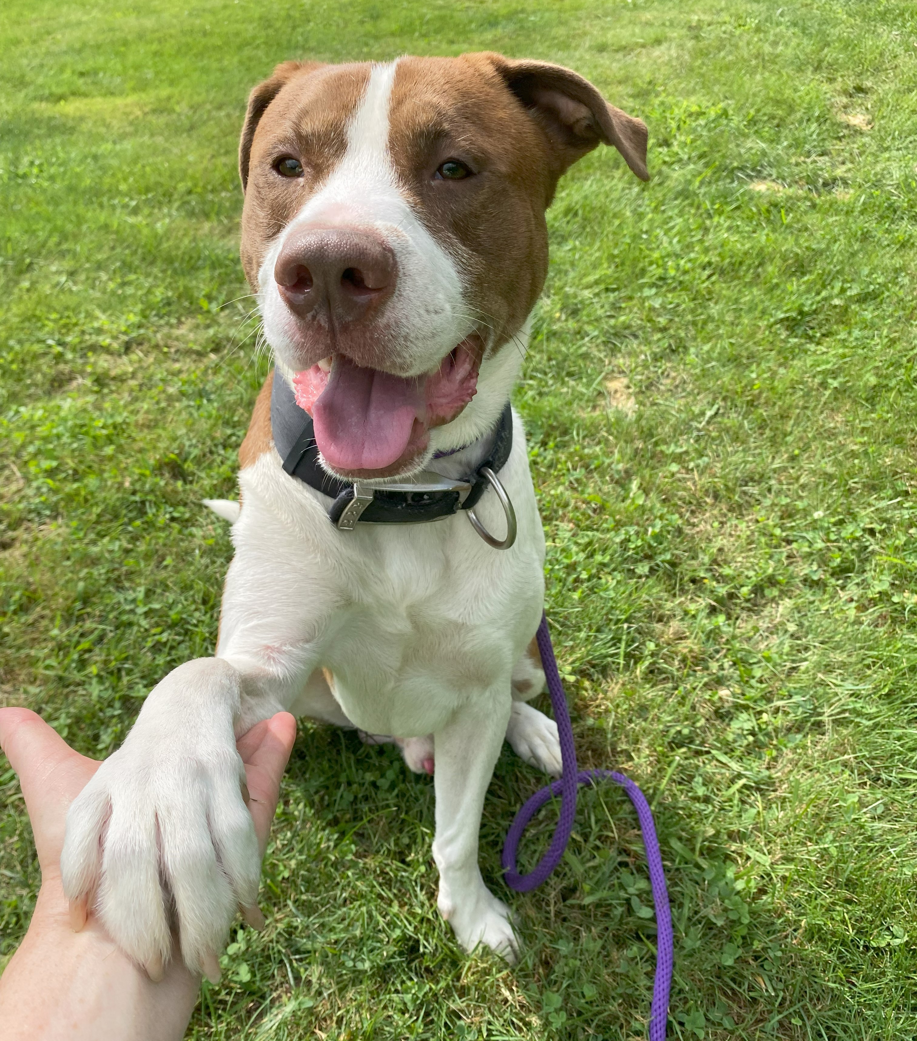 Bear*, an adoptable Labrador Retriever, Pit Bull Terrier in Allegan, MI, 49010 | Photo Image 3