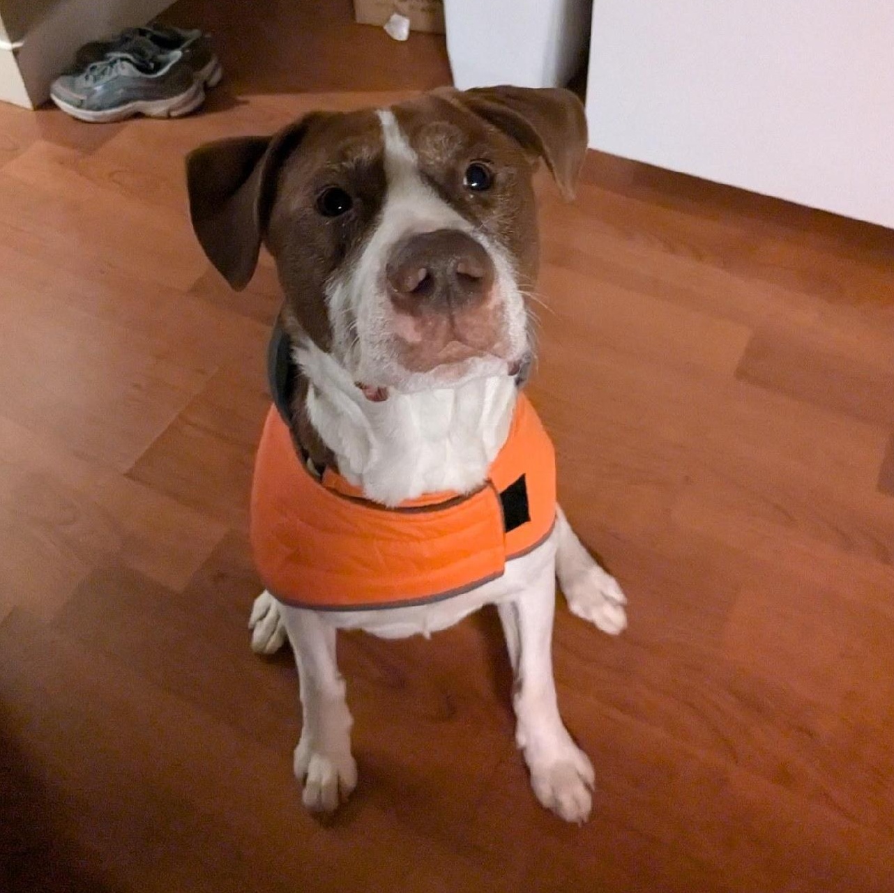 Enlarge Bear*, a Adoptable mixed breed in Allegan, MI image 5/6