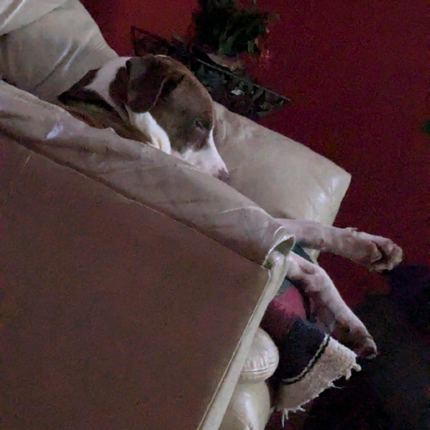 Enlarge Bear*, a Adoptable mixed breed in Allegan, MI image 6/6