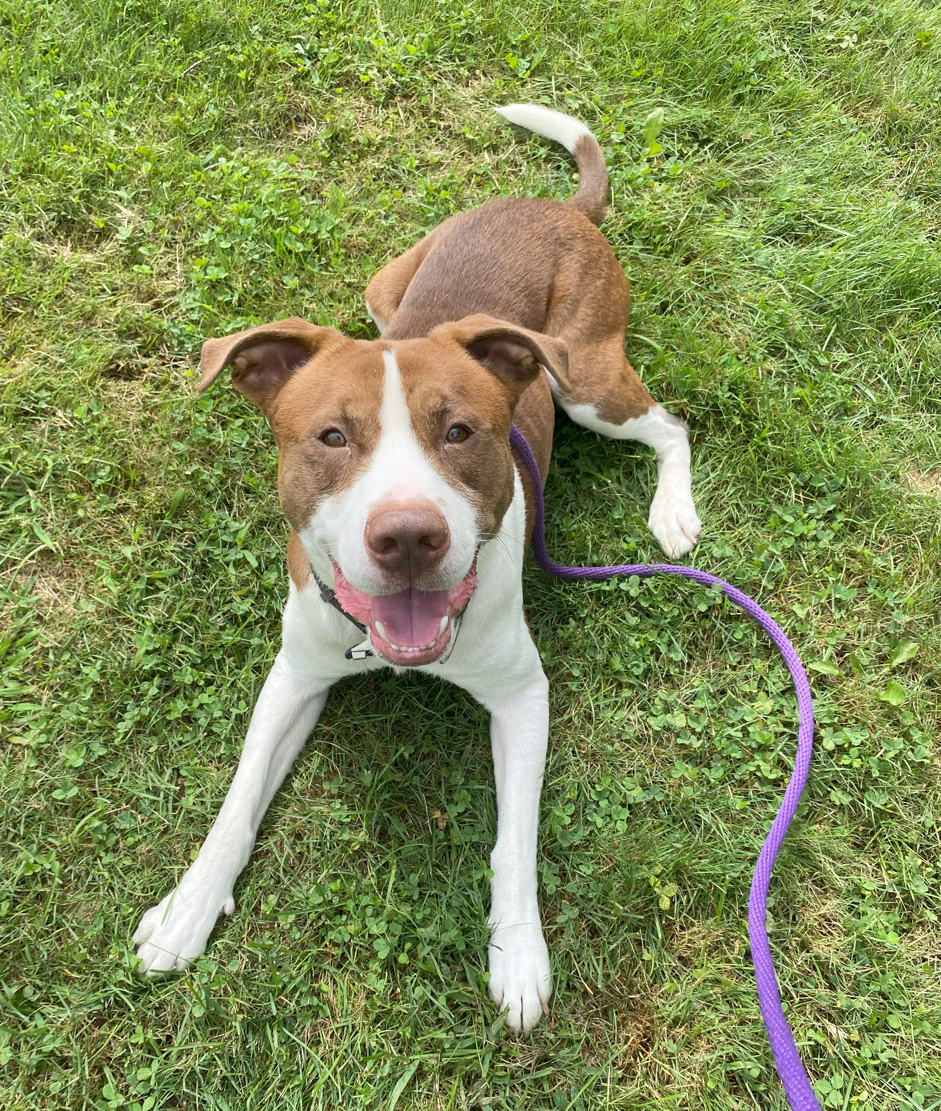 Bear*, an adoptable Labrador Retriever, Pit Bull Terrier in Allegan, MI, 49010 | Photo Image 5