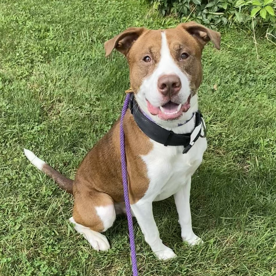 Bear*, an adoptable Labrador Retriever, Pit Bull Terrier in Allegan, MI, 49010 | Photo Image 4