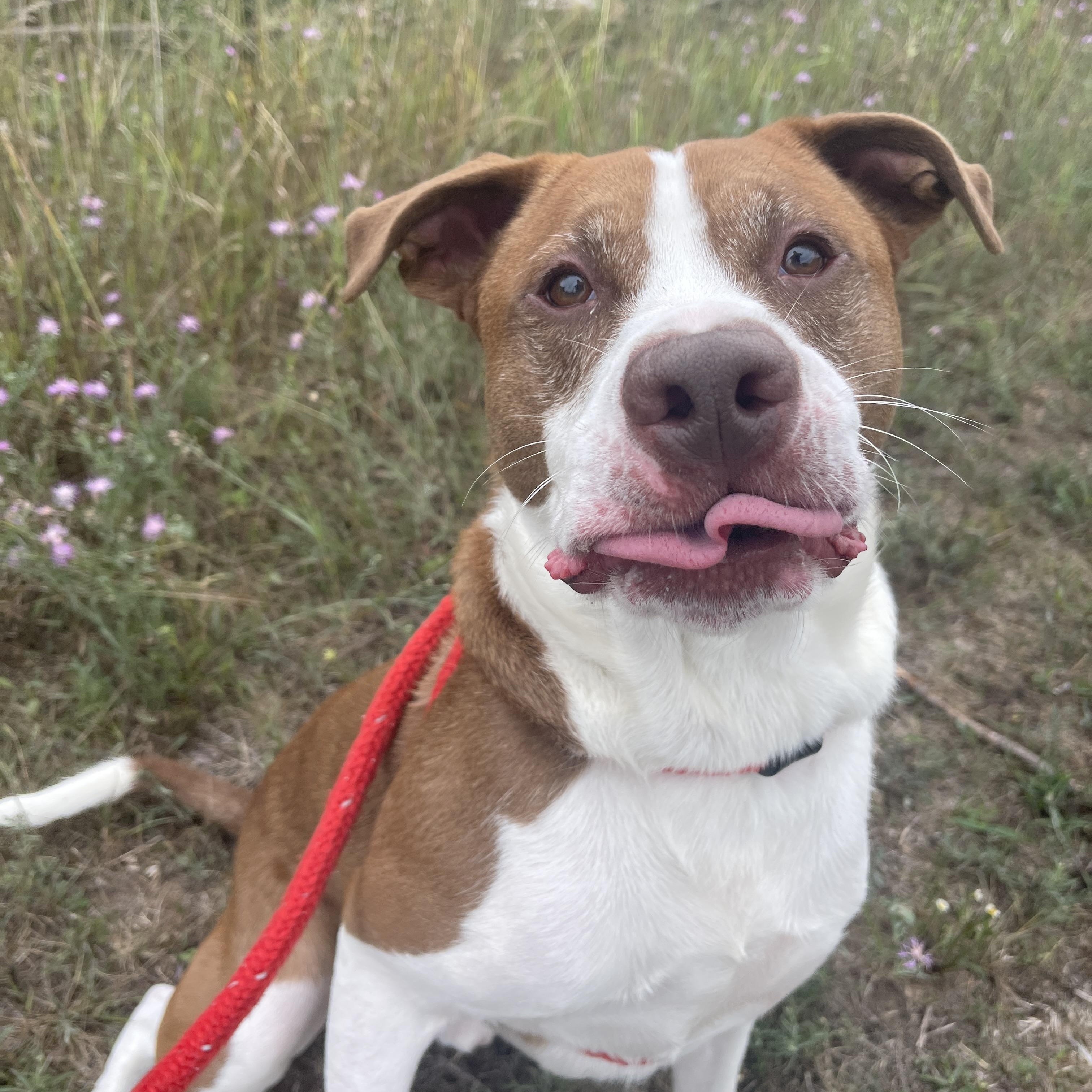 Bear*, an adoptable Labrador Retriever, Pit Bull Terrier in Allegan, MI, 49010 | Photo Image 2