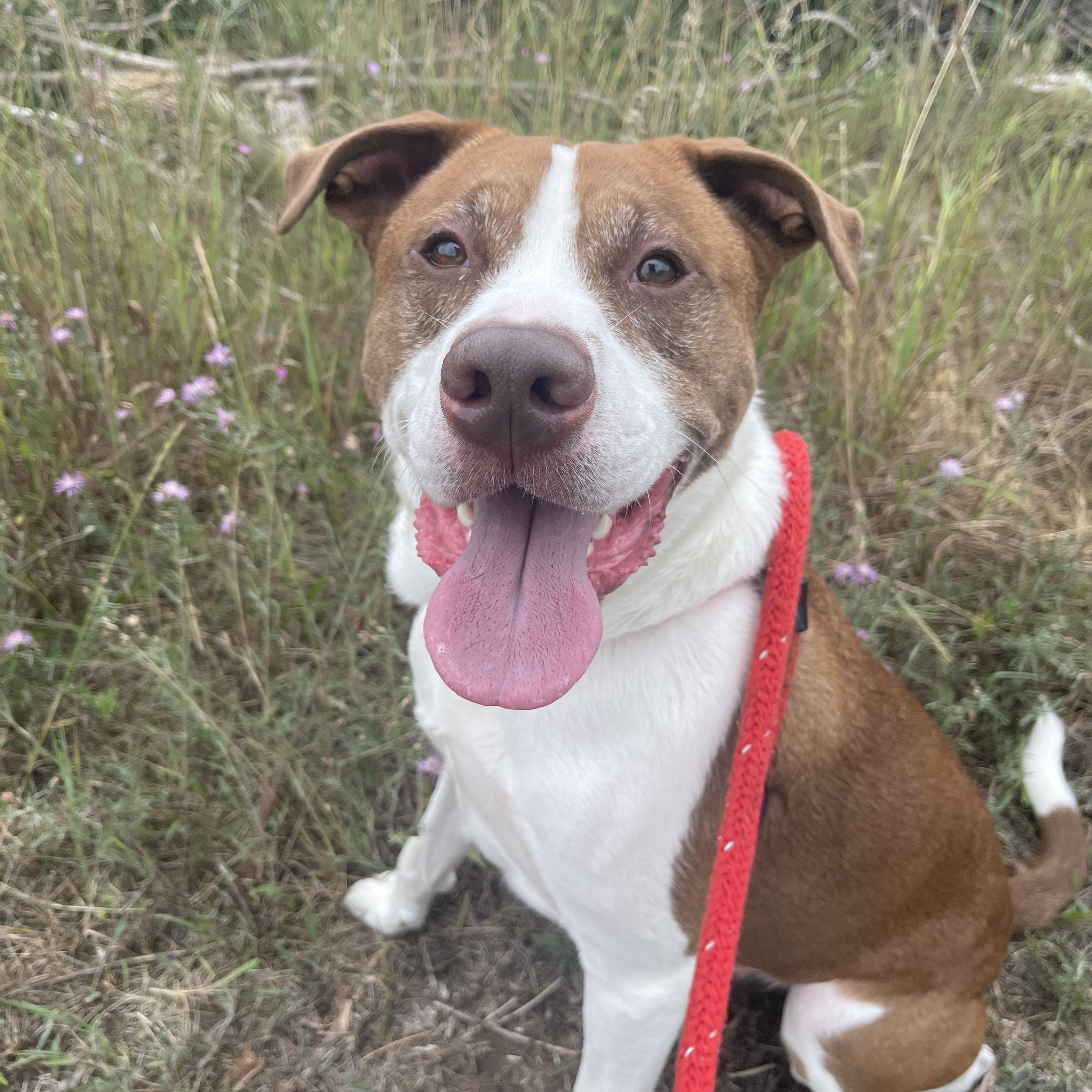 Bear*, an adoptable Labrador Retriever, Pit Bull Terrier in Allegan, MI, 49010 | Photo Image 1