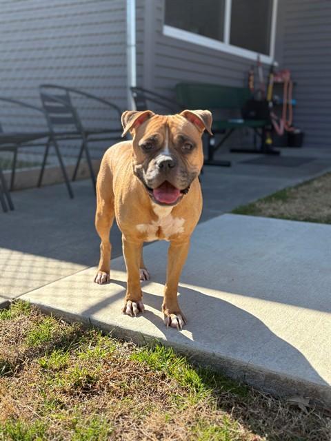 CUPCAKE, Adoptable, Adult Female American Staffordshire Terrier & Mixed Breed.