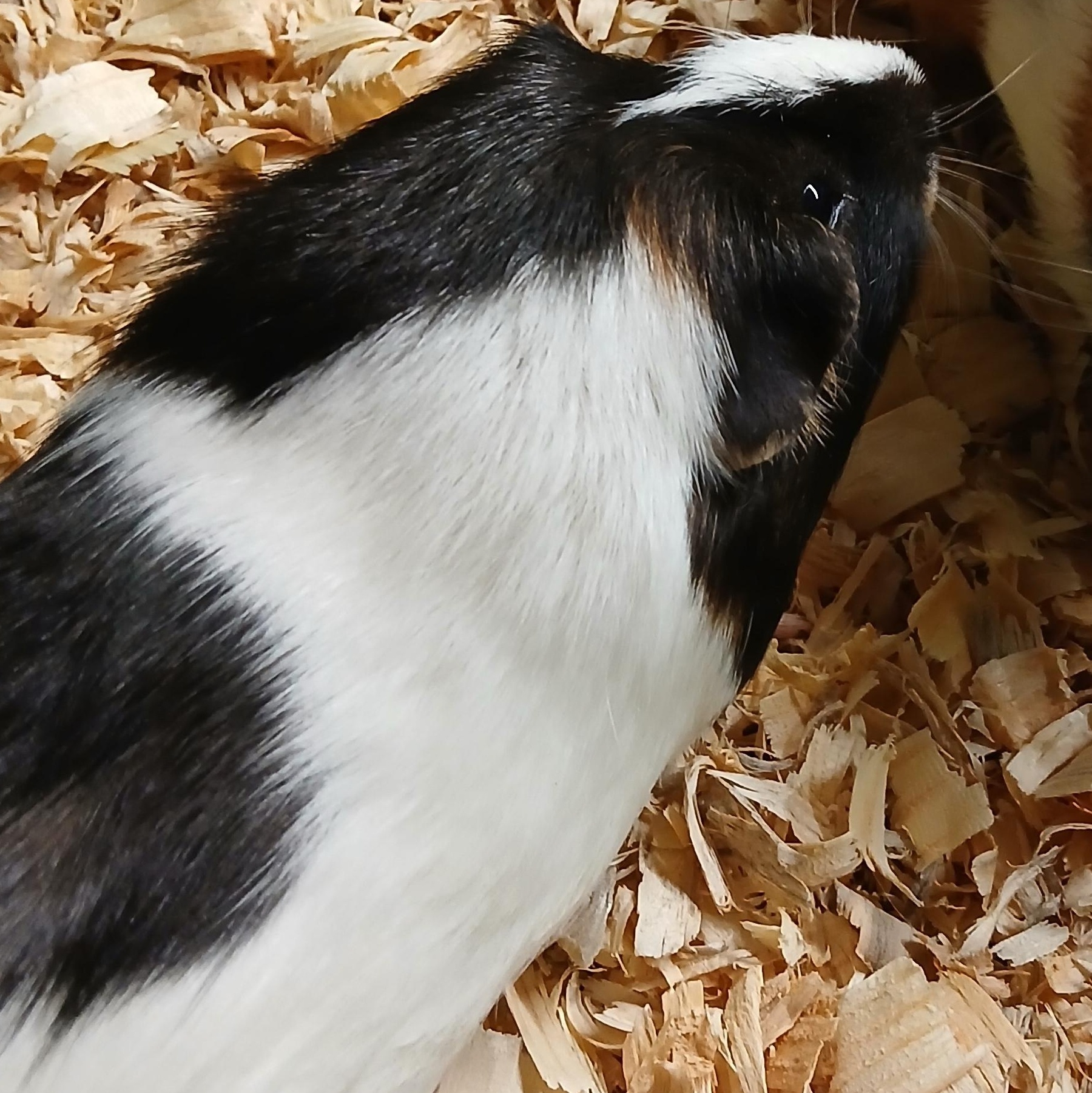 Enlarge Jasper, a Adoptable Short-Haired in Dearborn, MO image 2/2