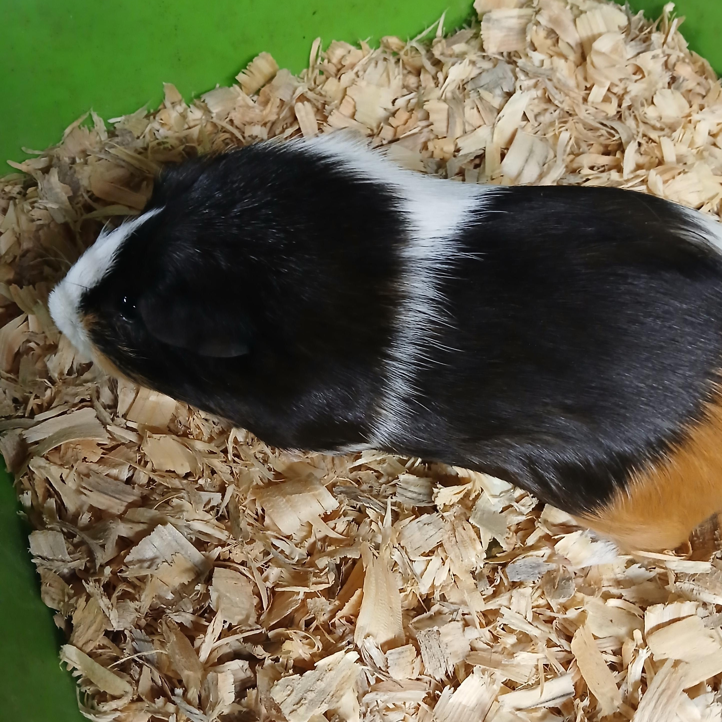 Enlarge Jasper, a Adoptable Short-Haired in Dearborn, MO image 1/2