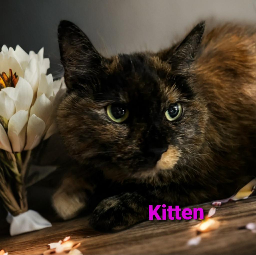 Kitten, Adoptable, Senior Female Domestic Short Hair.