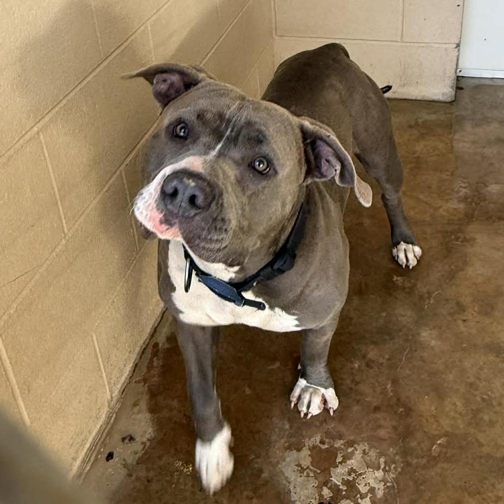 Rumble 1019, Adoptable, Adult Male Mixed Breed & Mixed Breed.