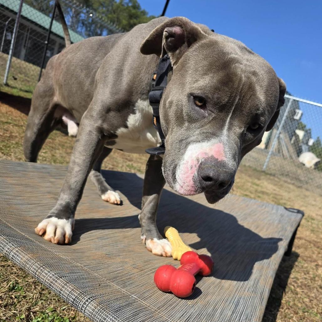 Enlarge Rumble 1019, a Adoptable mixed breed in Hamilton, GA image 2/6