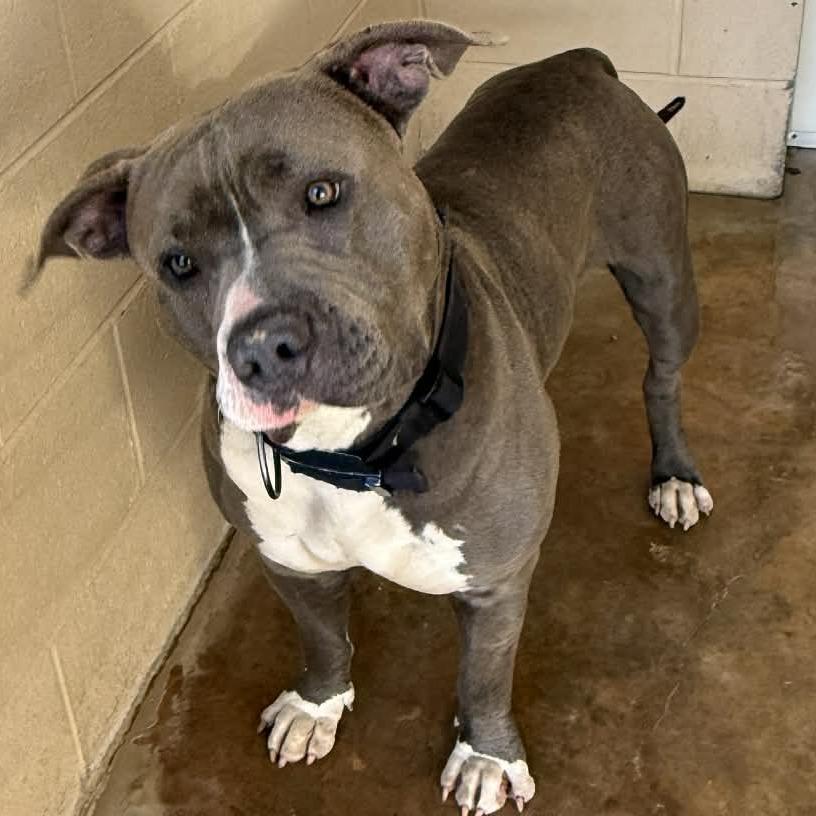 Enlarge Rumble 1019, a Adoptable mixed breed in Hamilton, GA image 3/6