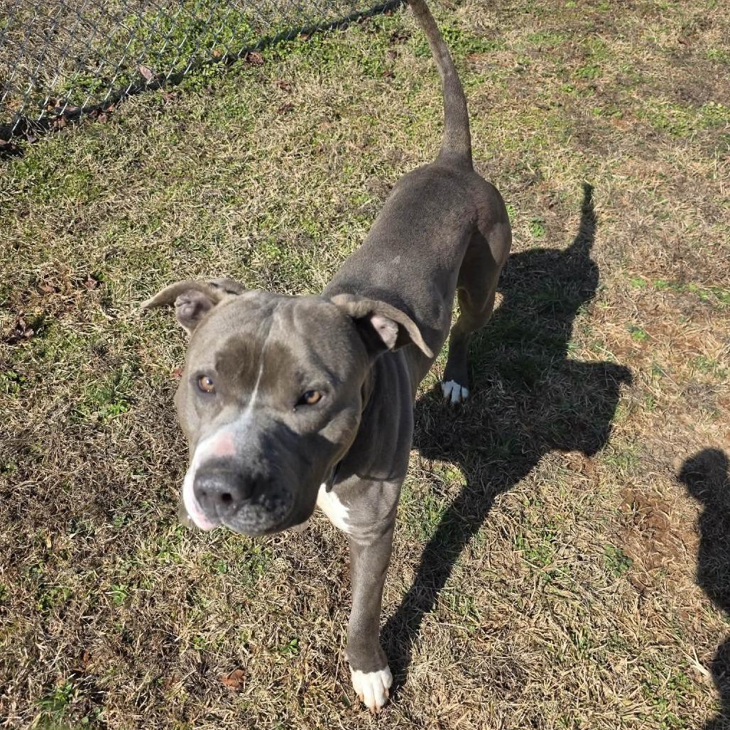 Enlarge Rumble 1019, a Adoptable mixed breed in Hamilton, GA image 4/6