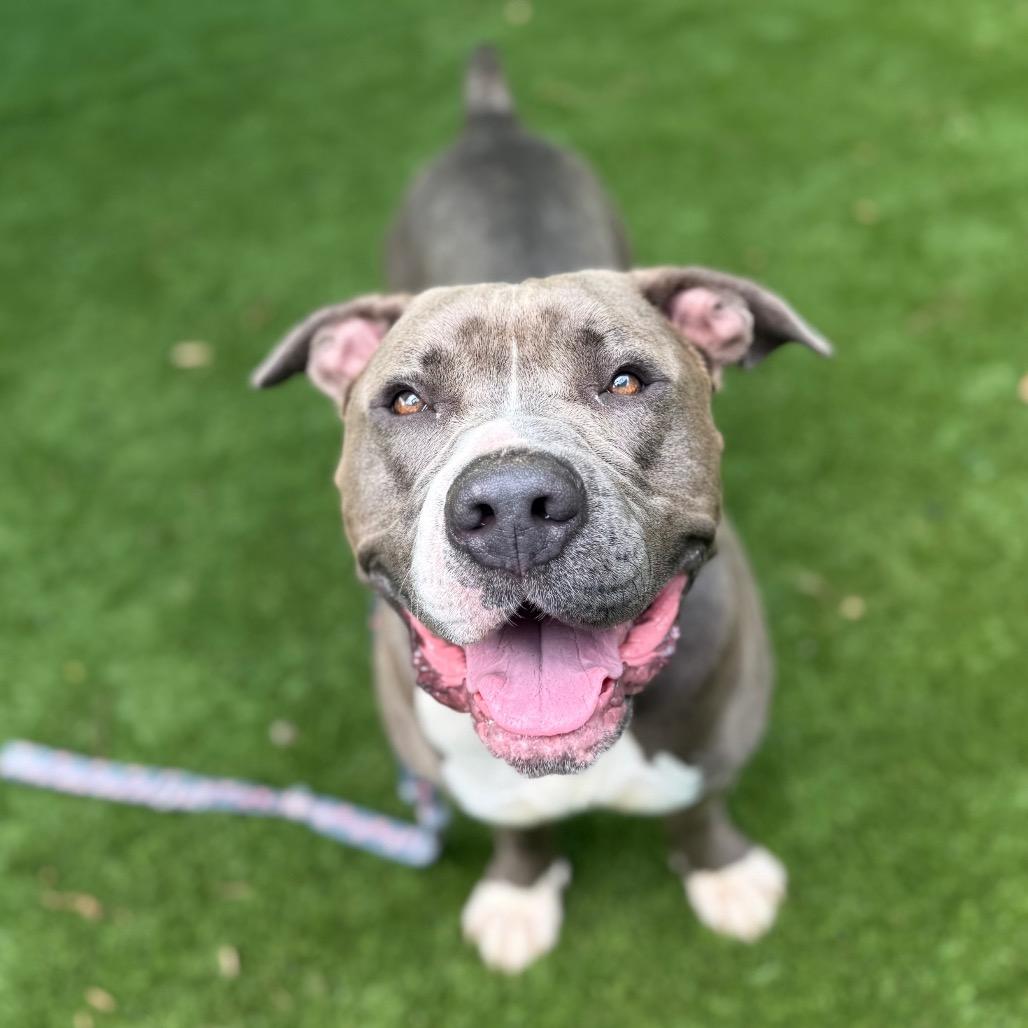 Enlarge Rumble 1019, a Adoptable mixed breed in Hamilton, GA image 5/6
