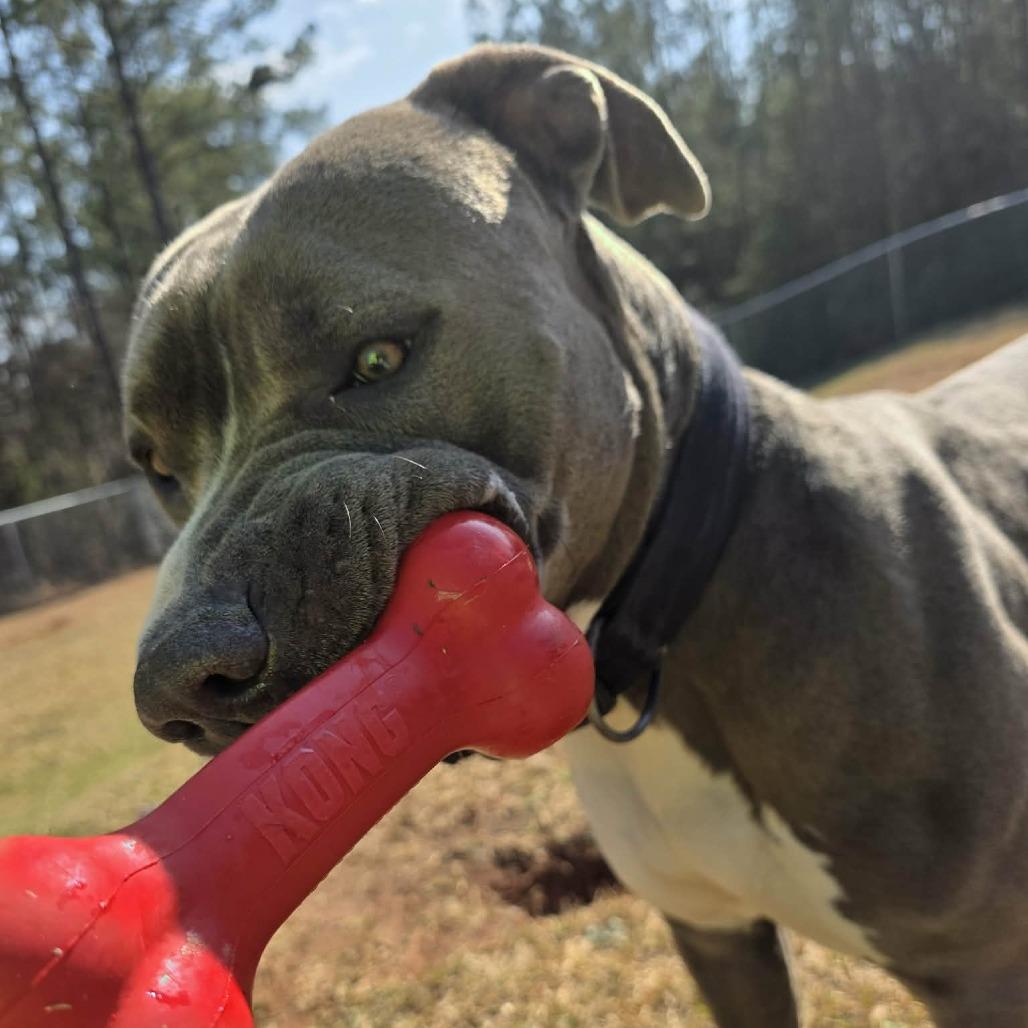 Enlarge Rumble 1019, a Adoptable mixed breed in Hamilton, GA image 6/6
