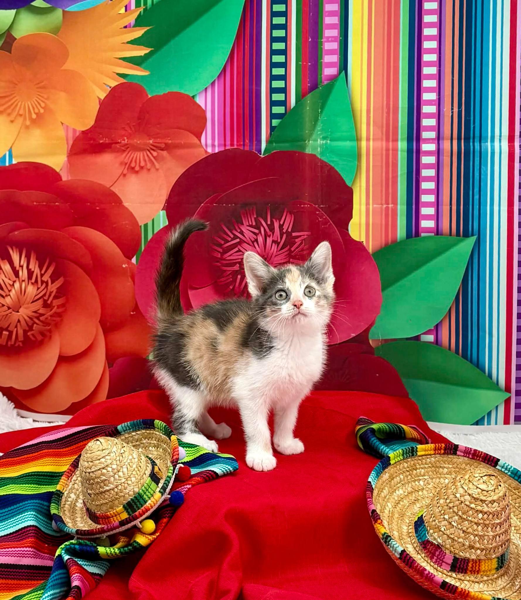 Enlarge Tamale, an adopted Domestic Short Hair in Sevierville, TN image 3/4