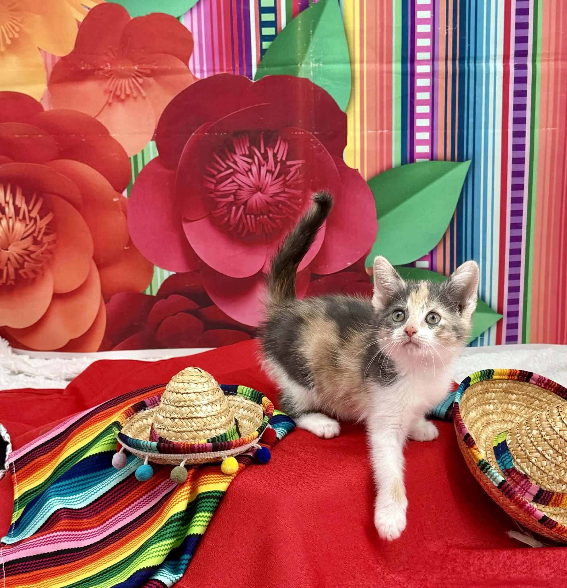 Enlarge Tamale, an adopted Domestic Short Hair in Sevierville, TN image 4/4