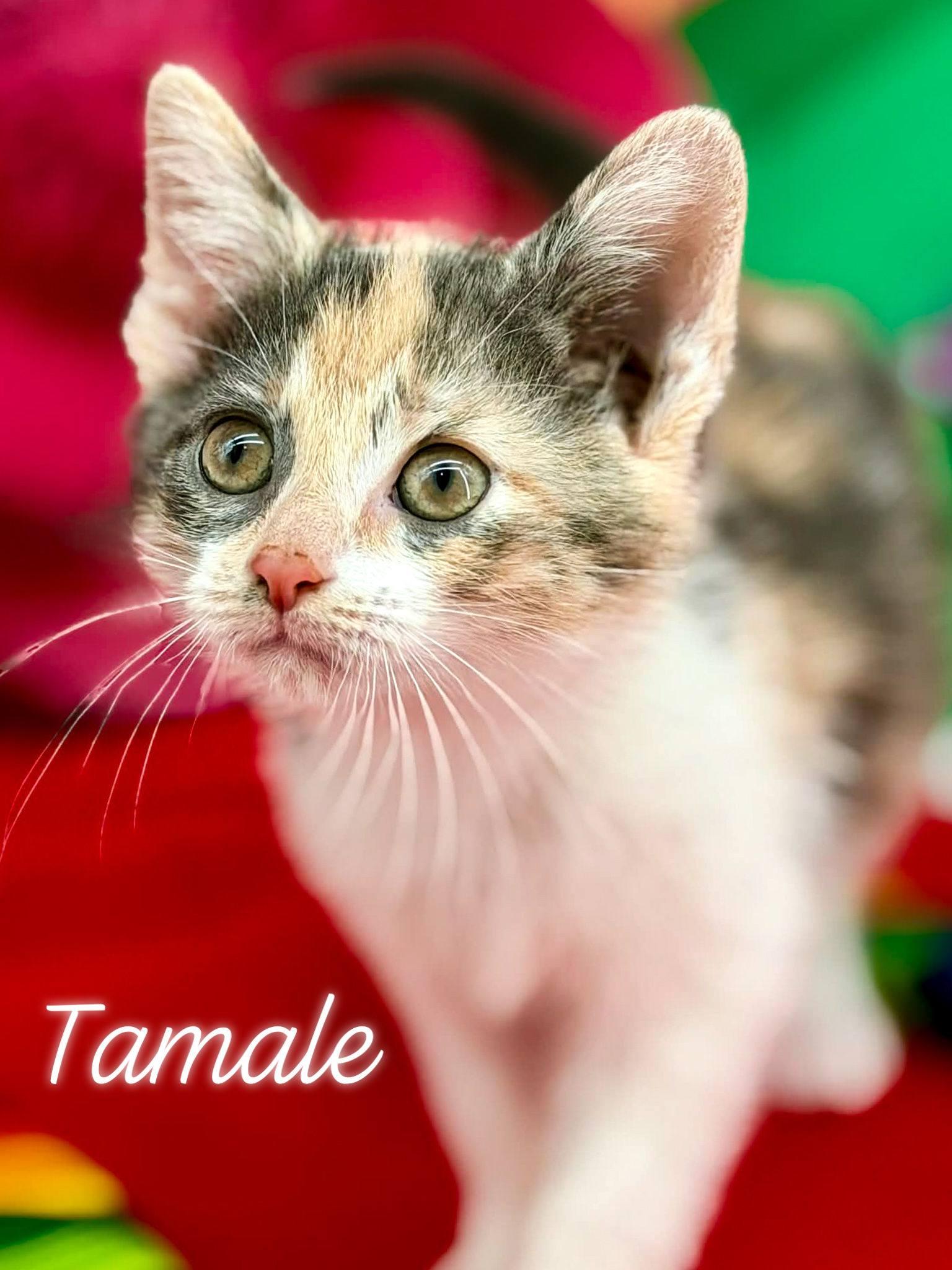 Tamale, adopted, Kitten Female Domestic Short Hair.