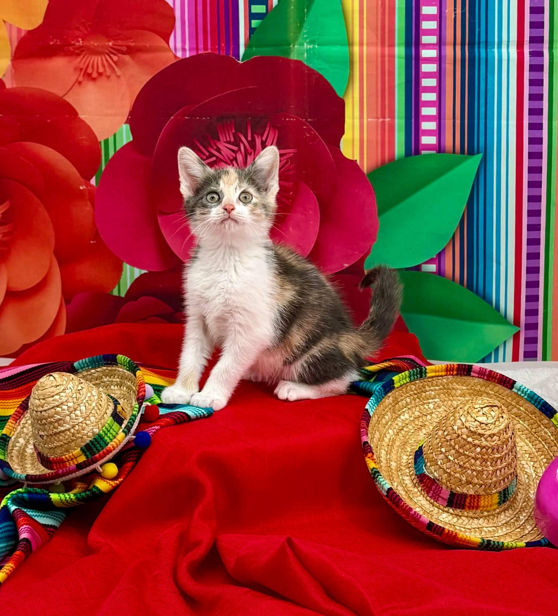 Enlarge Tamale, an adopted Domestic Short Hair in Sevierville, TN image 2/4