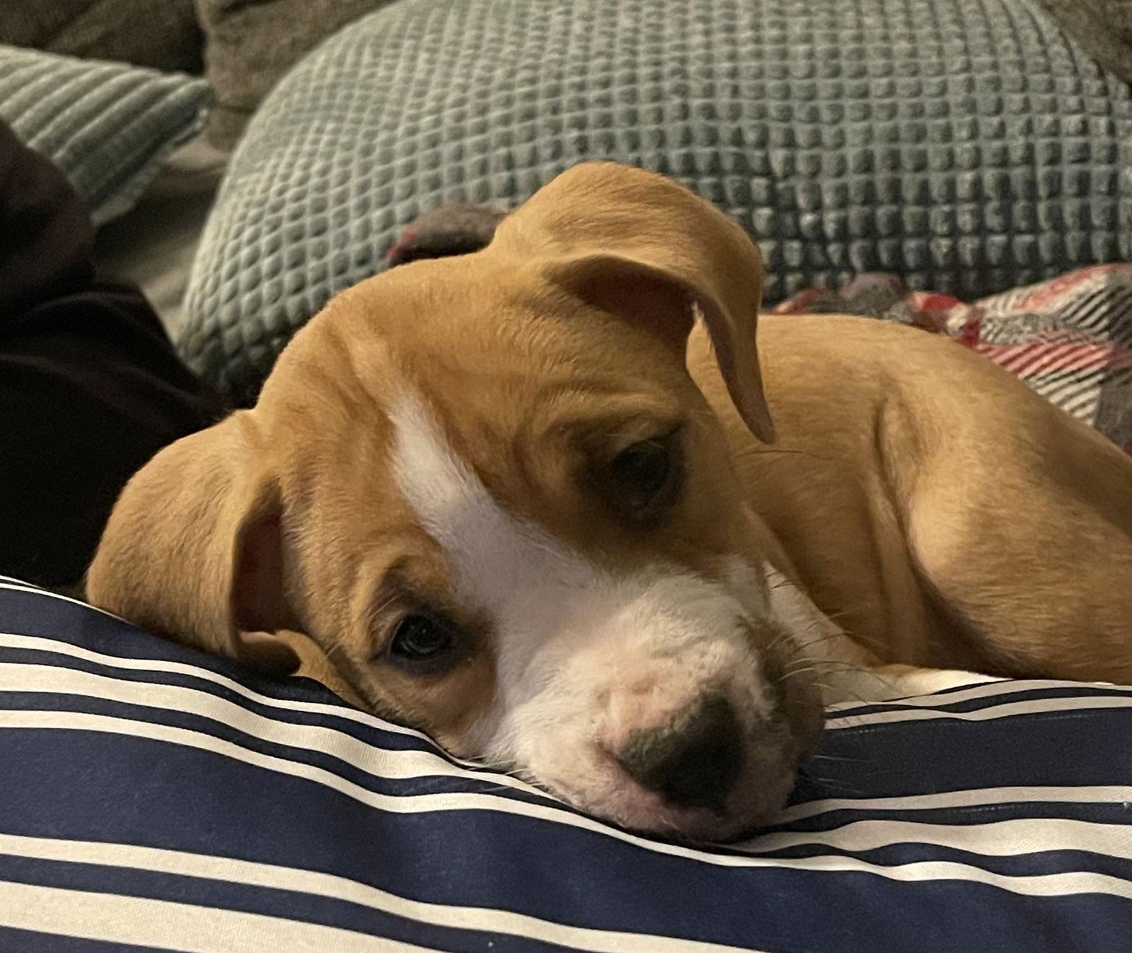 Grace, Adoptable, Puppy Female Pit Bull Terrier & Pit Bull Terrier.