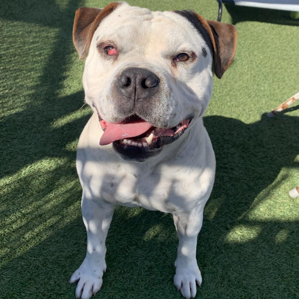 Enlarge Bautista, a Adoptable mixed breed in Long Beach, CA image 1/3