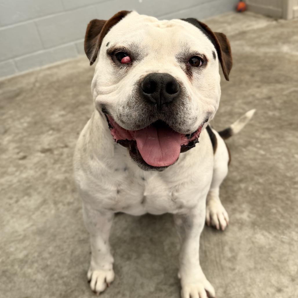 Enlarge Bautista, a Adoptable mixed breed in Long Beach, CA image 2/3