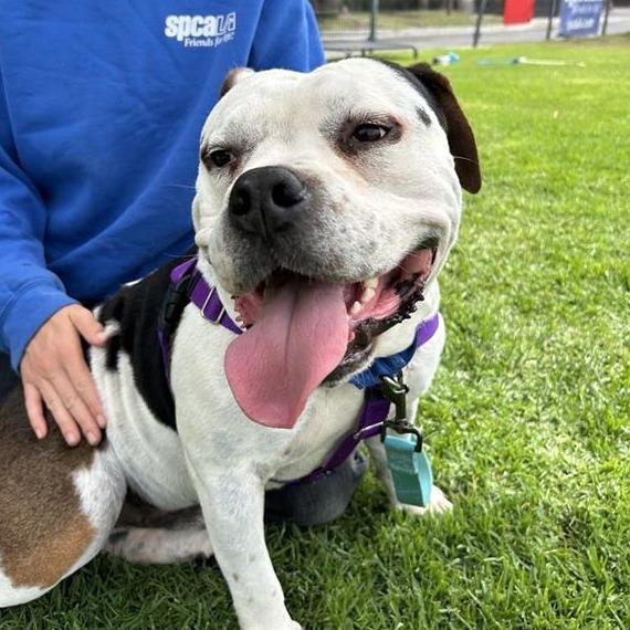 Bautista, a Adoptable mixed breed in Long Beach, CA image 3/6