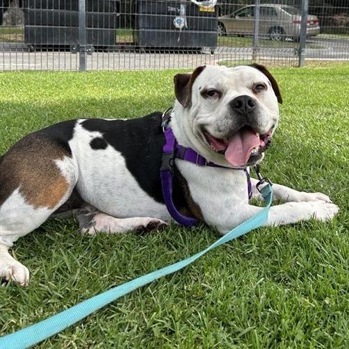 Bautista, a Adoptable mixed breed in Long Beach, CA image 4/6