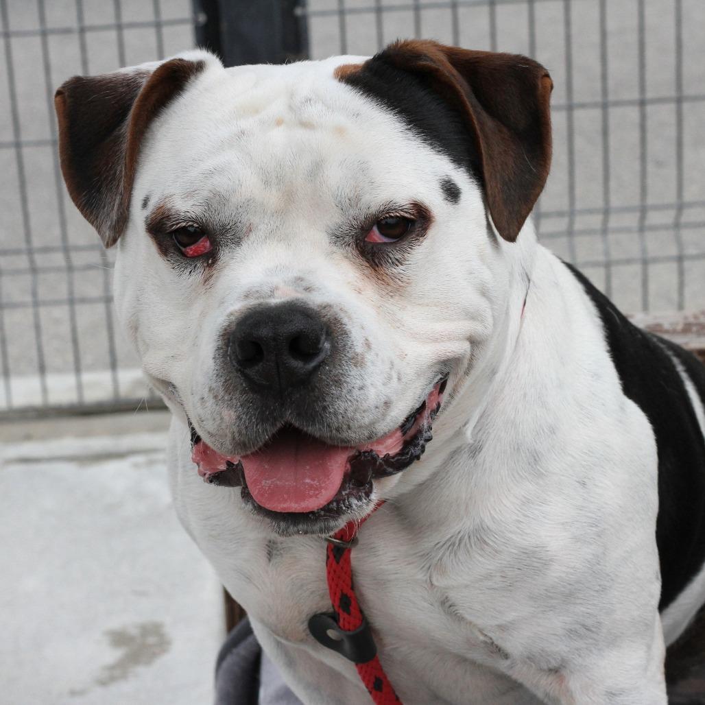 Enlarge Bautista, a Adoptable mixed breed in Long Beach, CA image 3/3