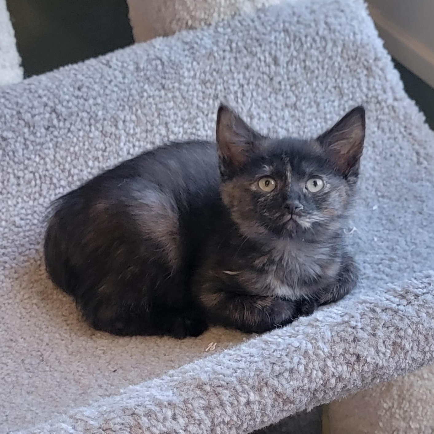 Enlarge Beans Adopted 4.3.26, a ADOPTABLE Tortoiseshell in Wyandotte, MI image 4/6