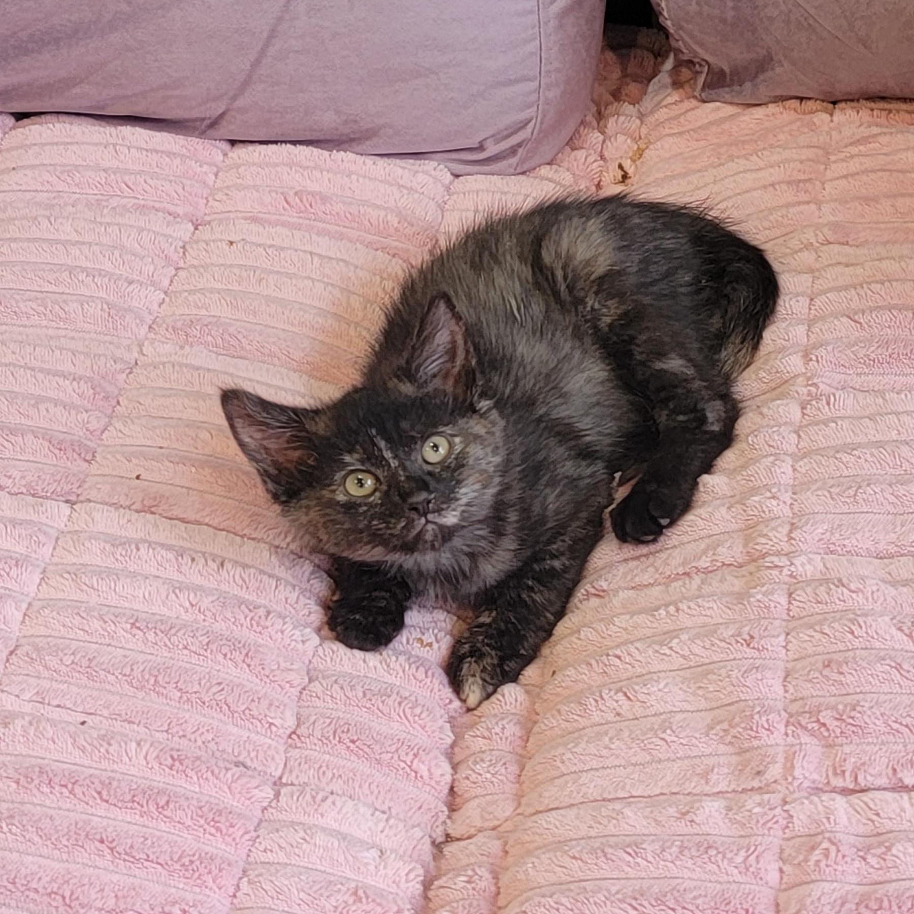 Enlarge Beans Adopted 4.3.26, a ADOPTABLE Tortoiseshell in Wyandotte, MI image 3/6