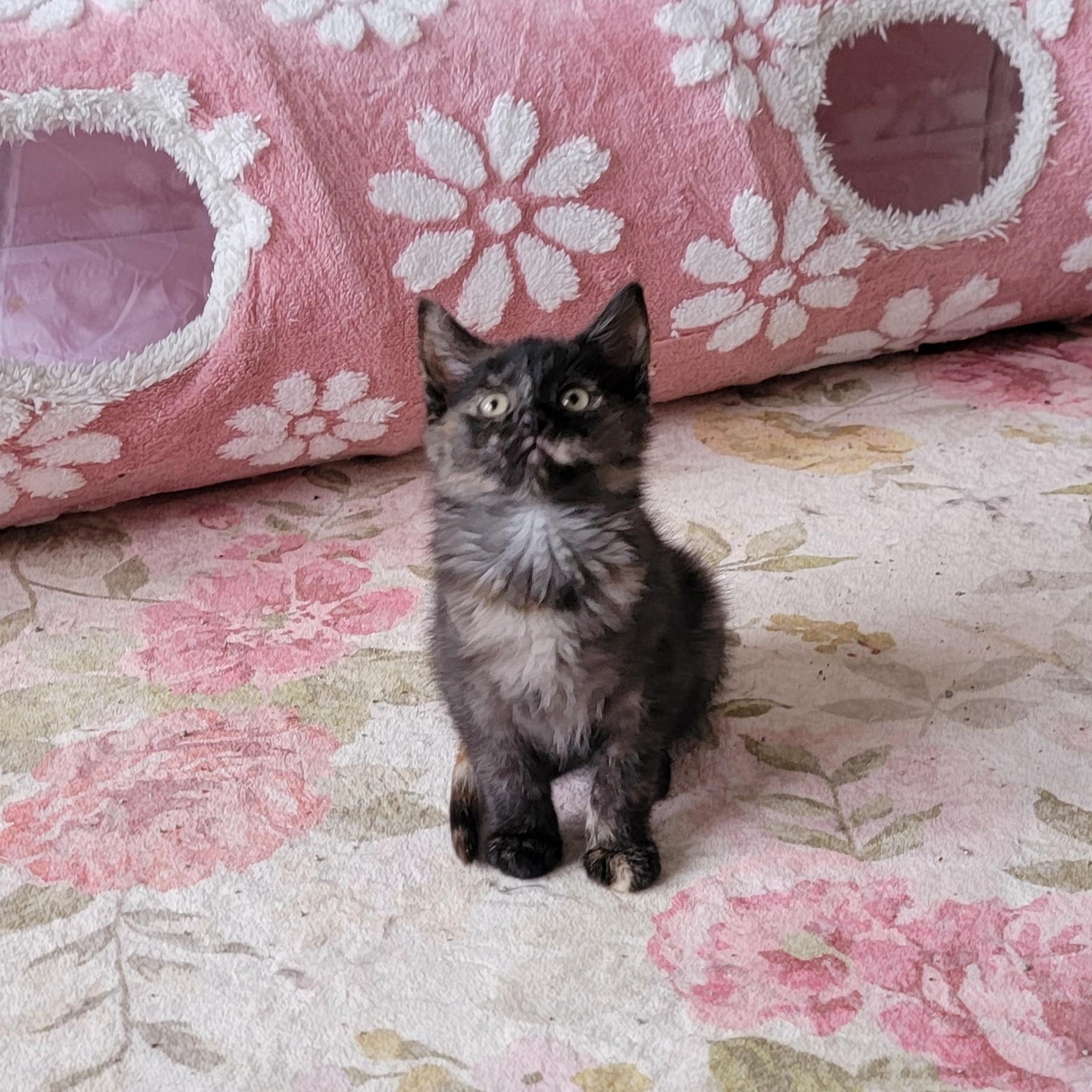 Beans Adopted 4.3.26, ADOPTABLE, Kitten Female Tortoiseshell.