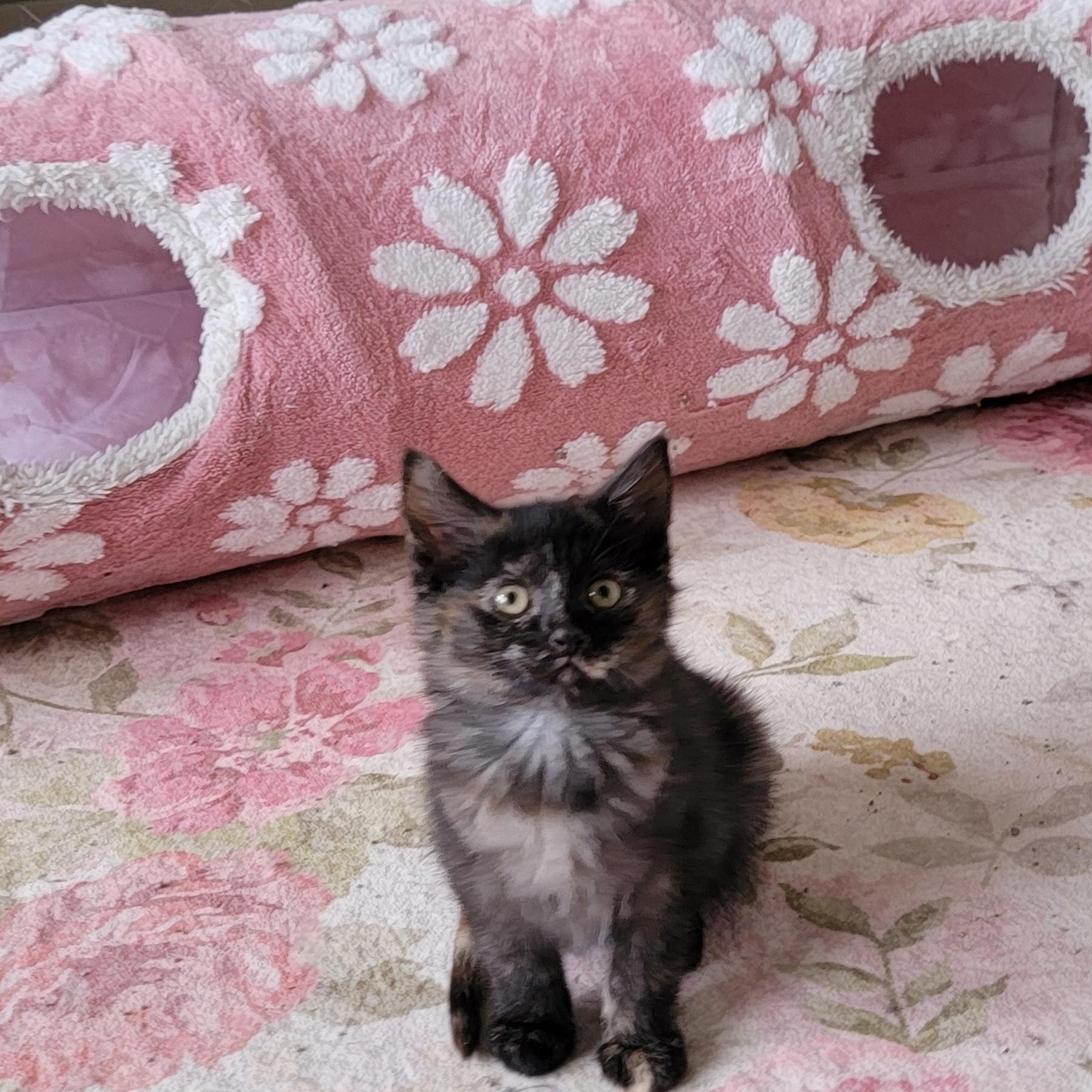 Enlarge Beans Adopted 4.3.26, a ADOPTABLE Tortoiseshell in Wyandotte, MI image 2/6