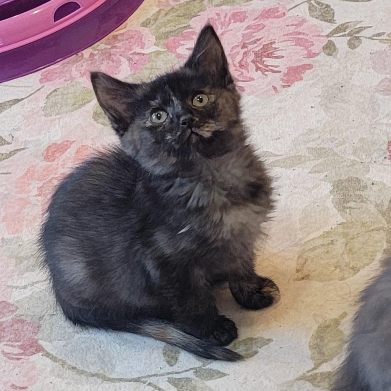 Enlarge Beans Adopted 4.3.26, a ADOPTABLE Tortoiseshell in Wyandotte, MI image 5/6