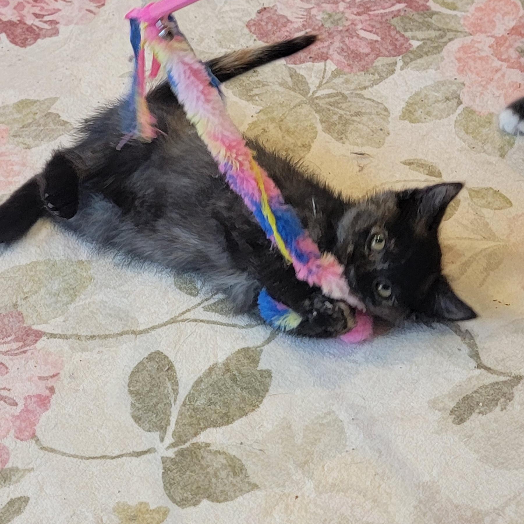 Enlarge Beans Adopted 4.3.26, a ADOPTABLE Tortoiseshell in Wyandotte, MI image 6/6