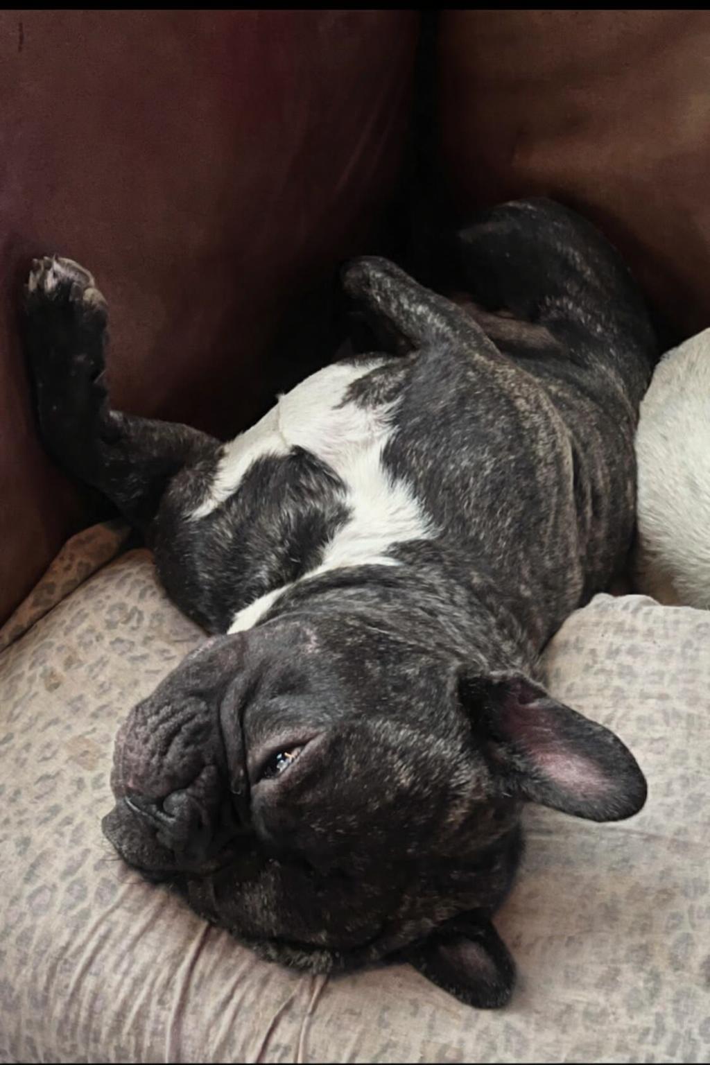 Enlarge Beast, a Adoptable French Bulldog in Clinton, CT image 2/3