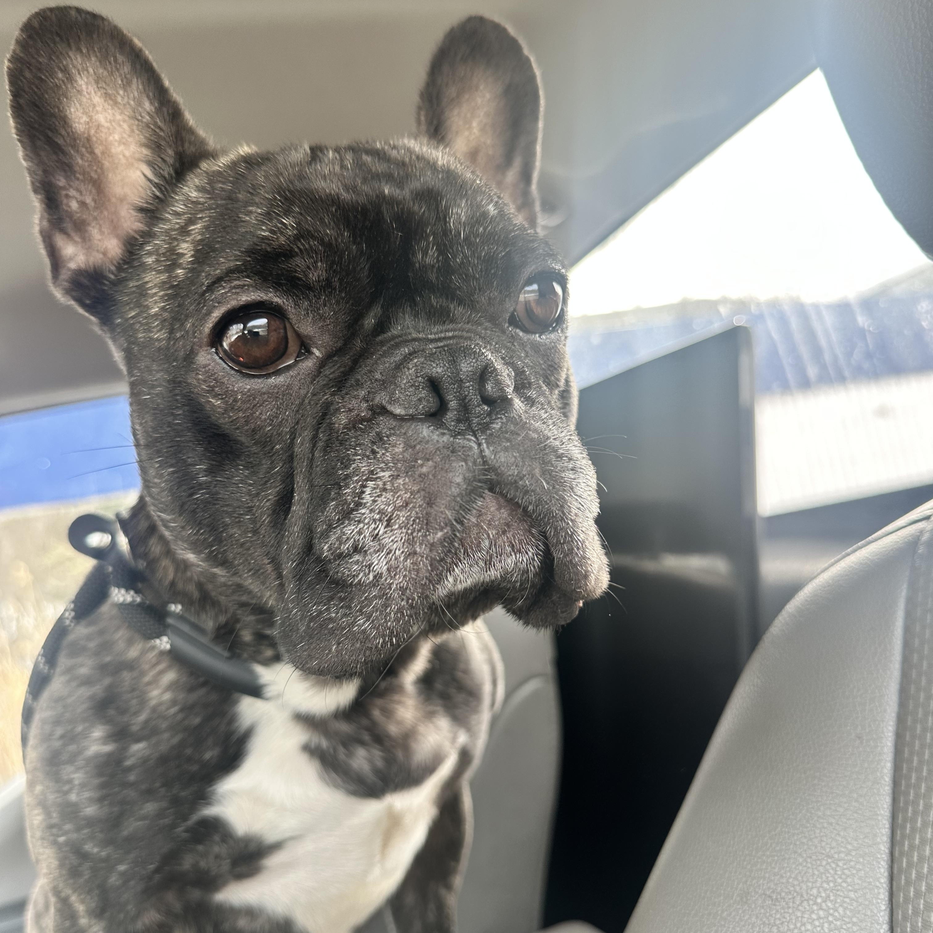 Enlarge Beast, a Adoptable French Bulldog in Clinton, CT image 3/3