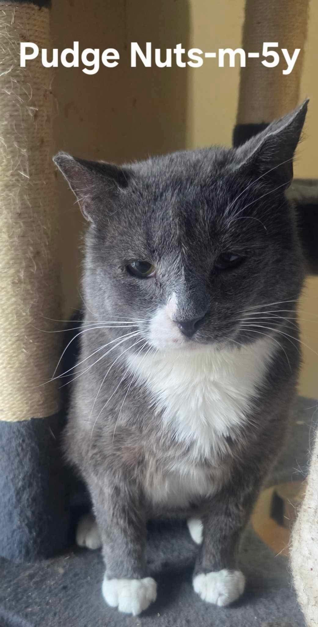 Enlarge Pudge Nuts, a Adoptable Domestic Short Hair in Clymer, PA image 1/1