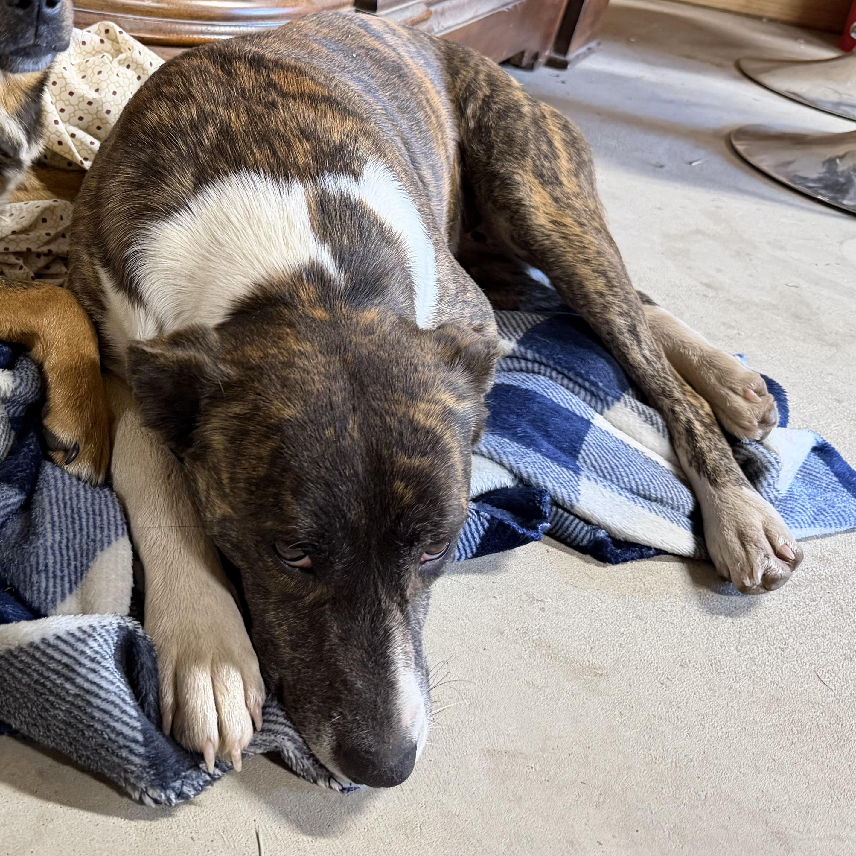 Jill, a Adoptable mixed breed in Brattleboro, VT image 3/4