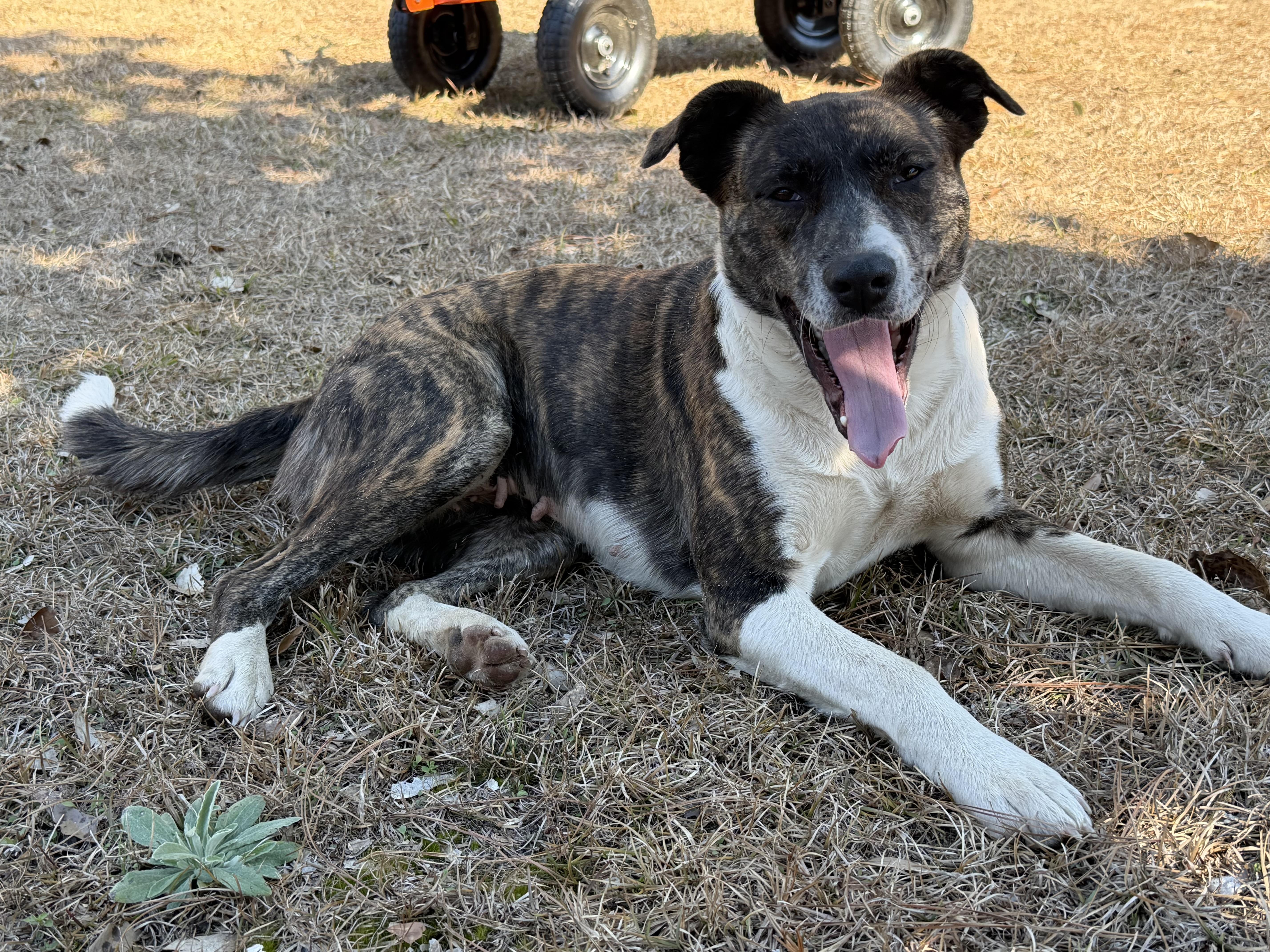 Jill, Adoptable, Adult Female Labrador Retriever & Mountain Cur.