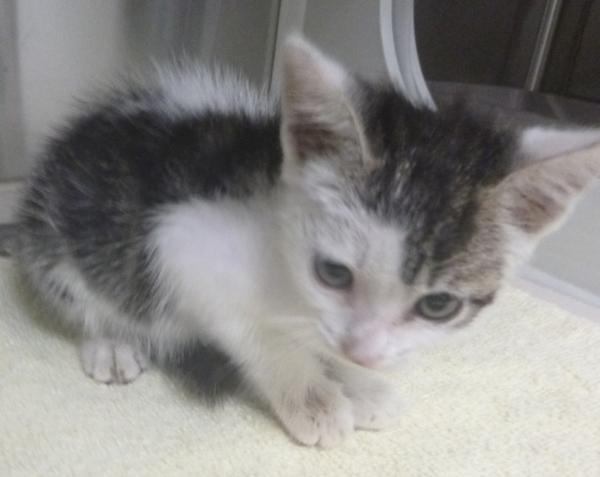 Enlarge Sushi, a Adoptable mixed breed in Lafayette, LA image 1/1