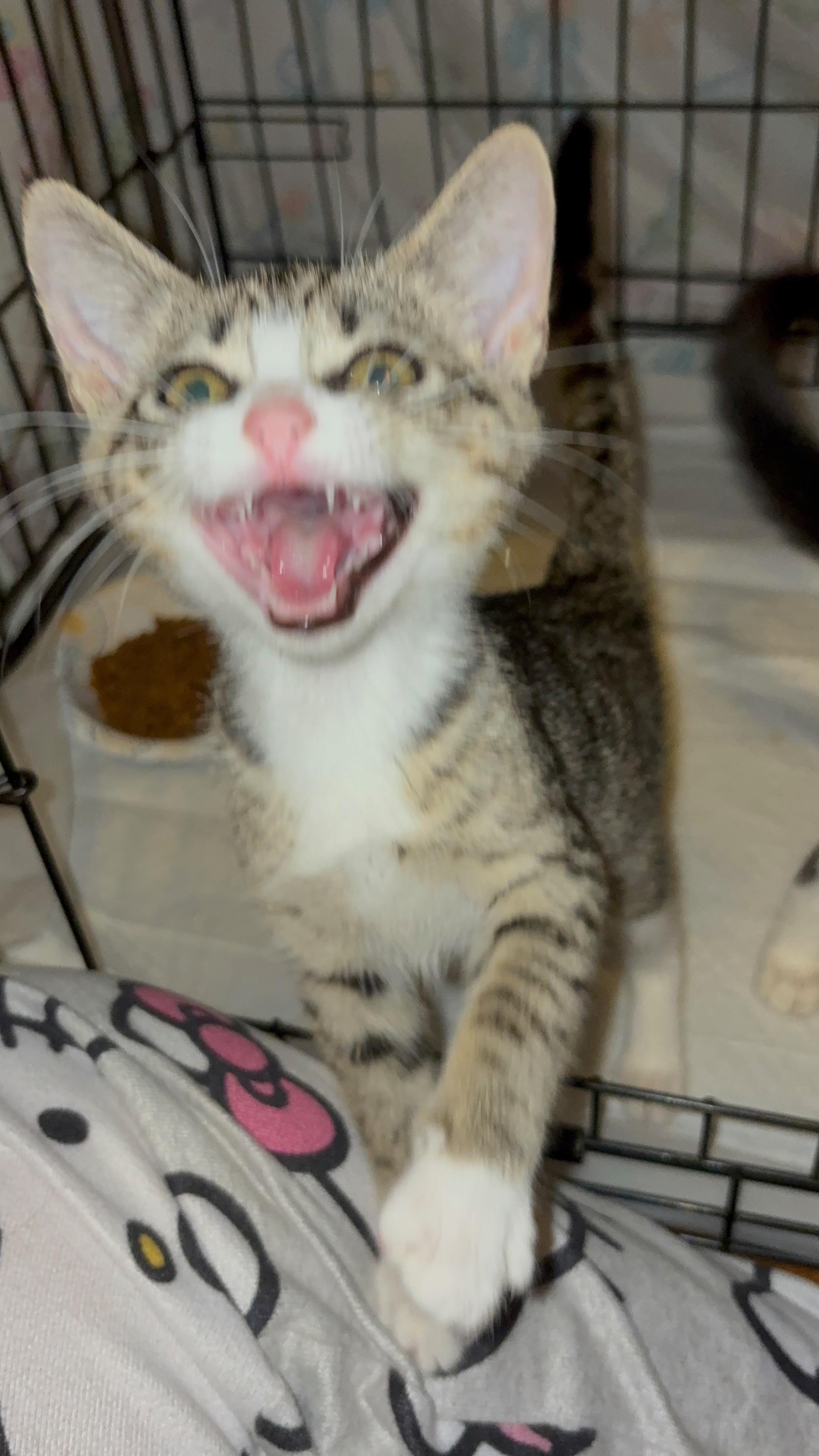 Brita Water Filter, an adopted Domestic Short Hair in LITTLE MOUNTAIN, SC image 3/6