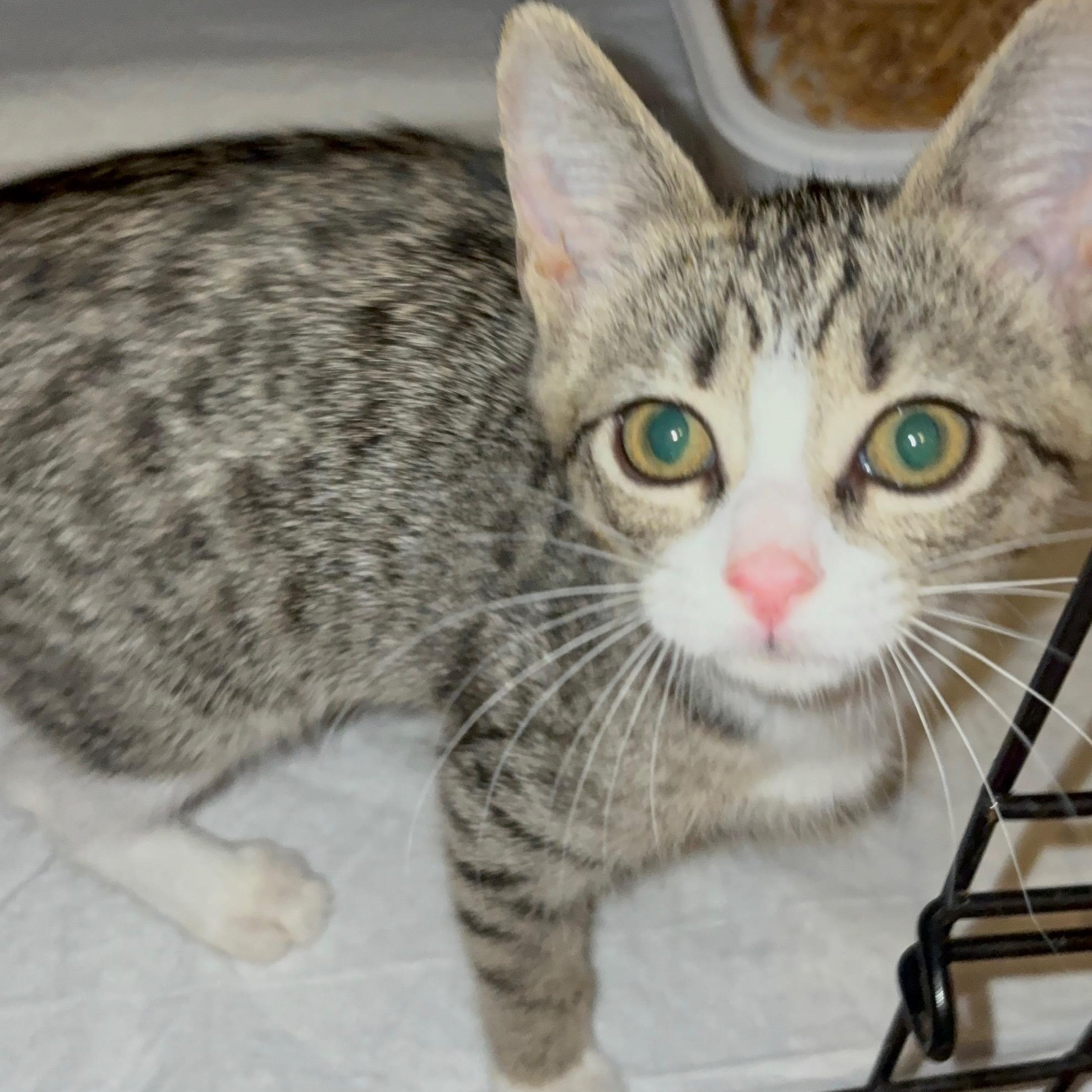 Brita Water Filter, an adopted Domestic Short Hair in LITTLE MOUNTAIN, SC image 2/6