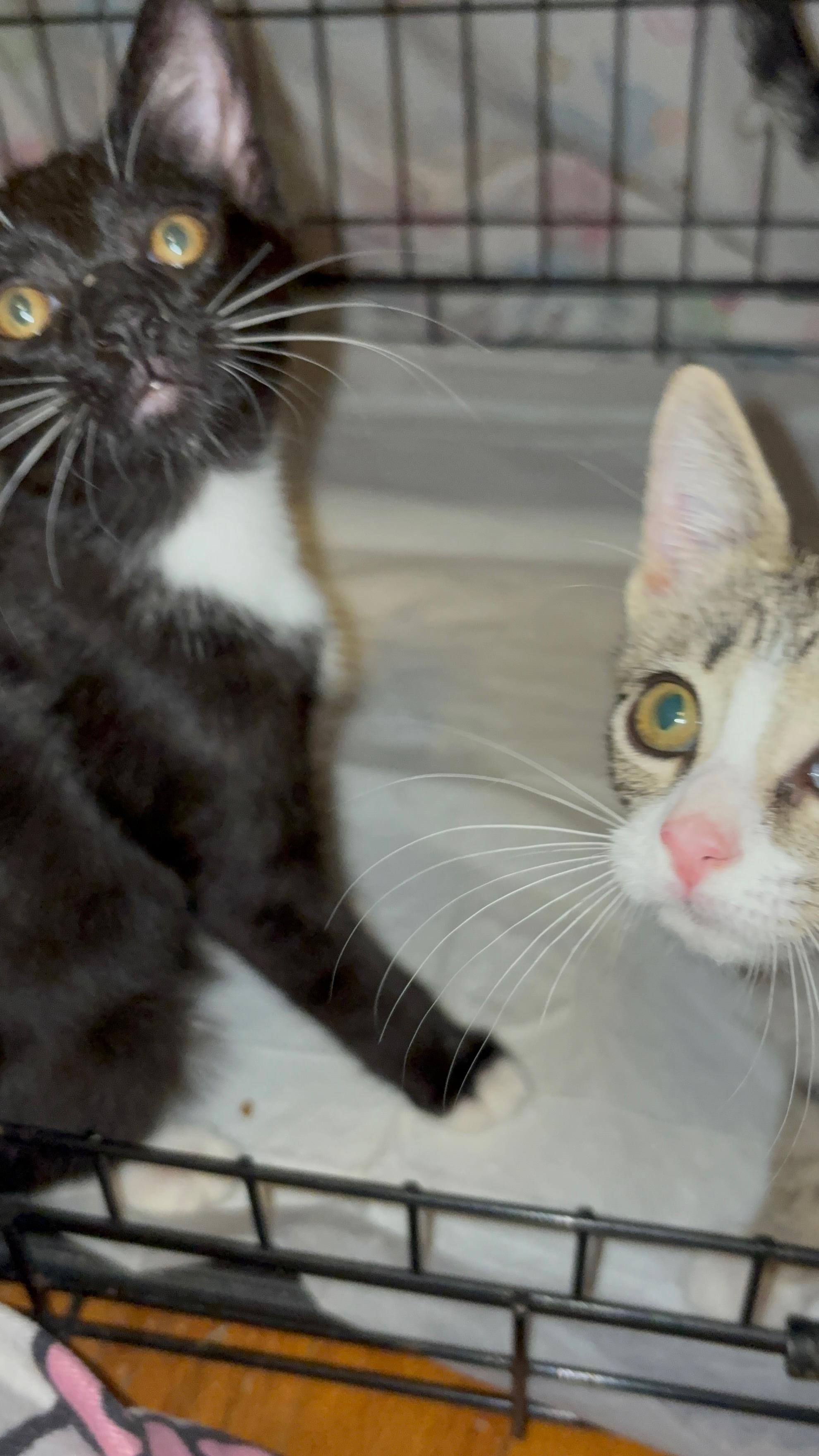 Brita Water Filter, an adopted Domestic Short Hair in LITTLE MOUNTAIN, SC image 6/6