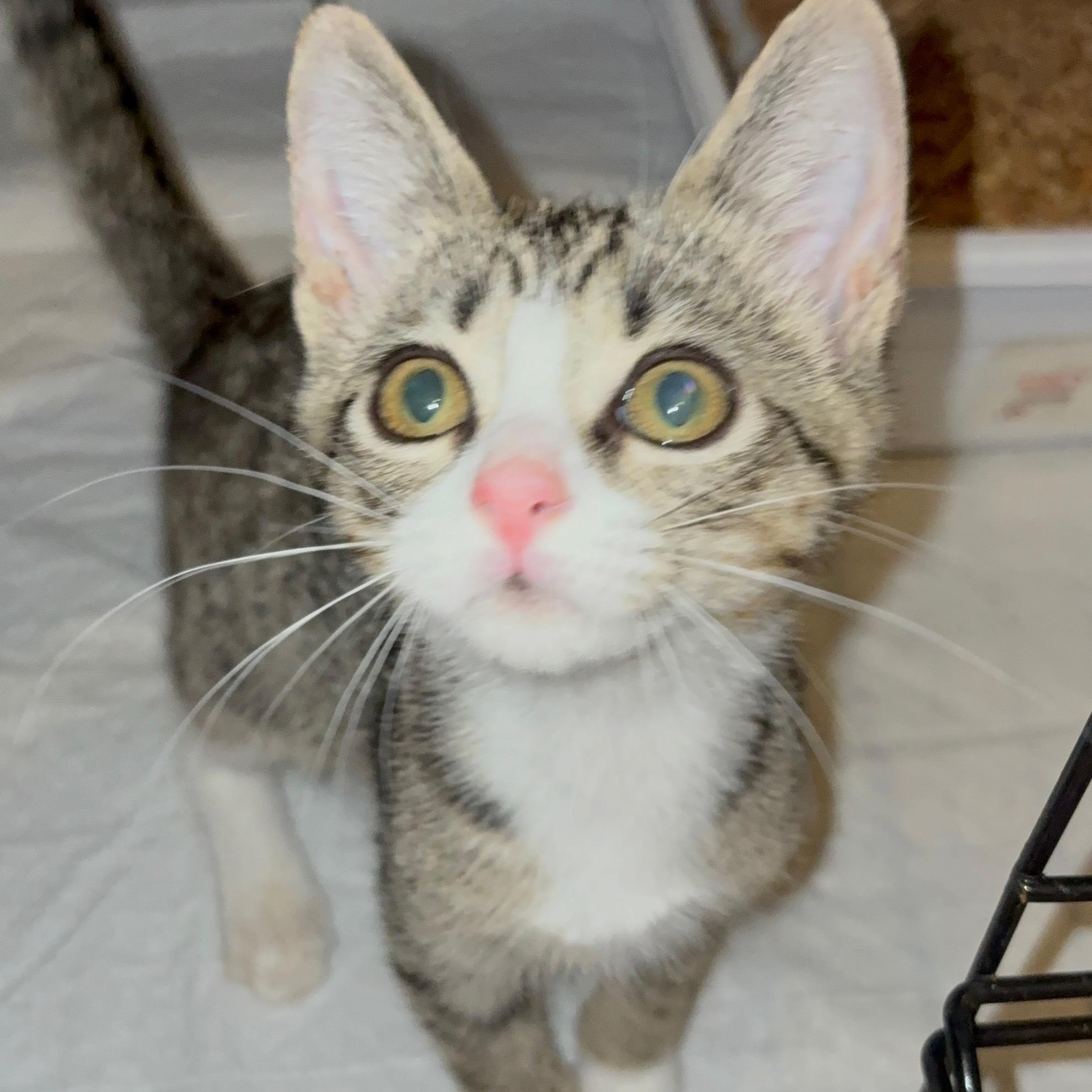 Brita Water Filter, adopted, Kitten Female Domestic Short Hair.